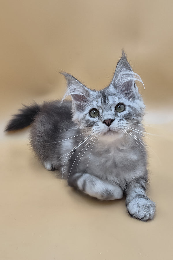 Tavi | Maine Coon Kitten
