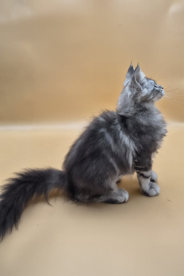 Tavi | Maine Coon Kitten
