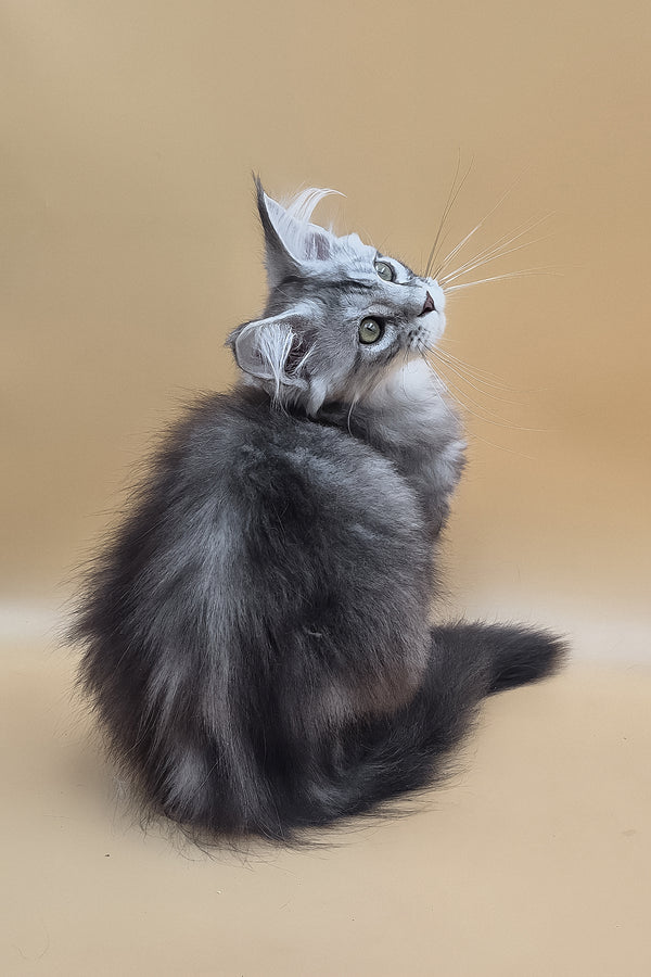 Tavi | Maine Coon Kitten