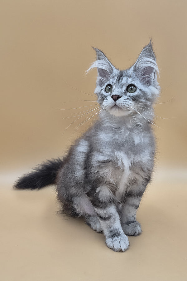 Tavi | Maine Coon Kitten