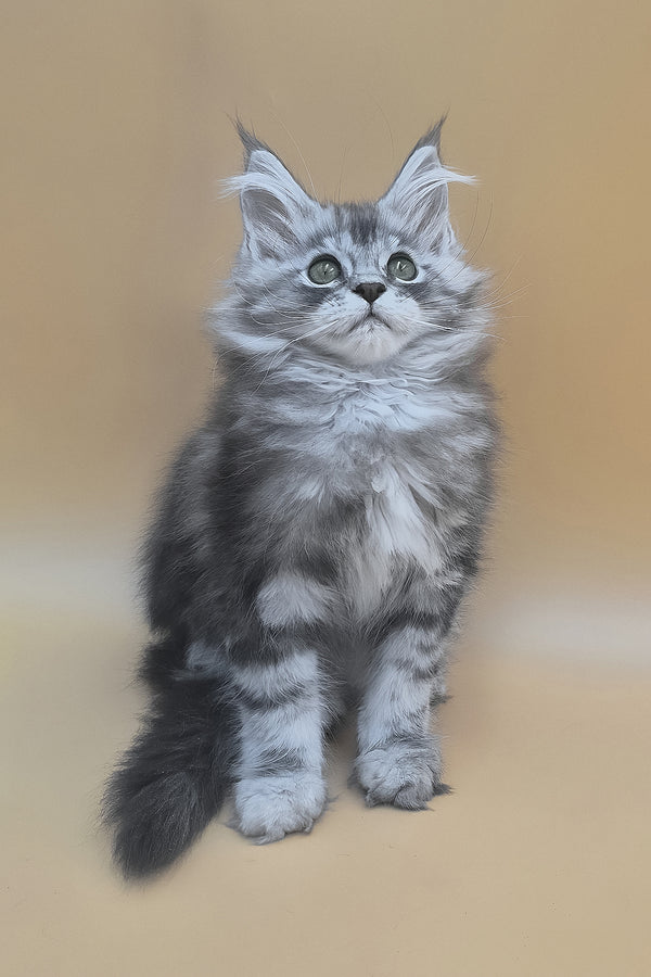 Tavi | Maine Coon Kitten