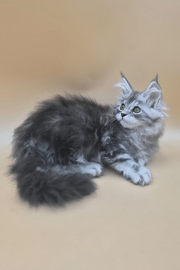 Tavi | Maine Coon Kitten