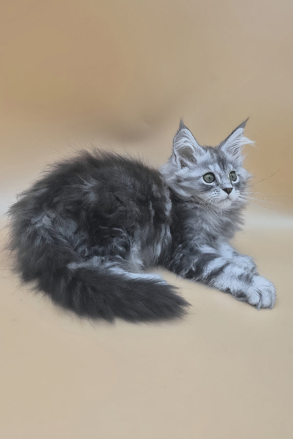 Tavi | Maine Coon Kitten