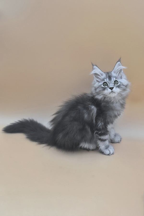 Tavi | Maine Coon Kitten