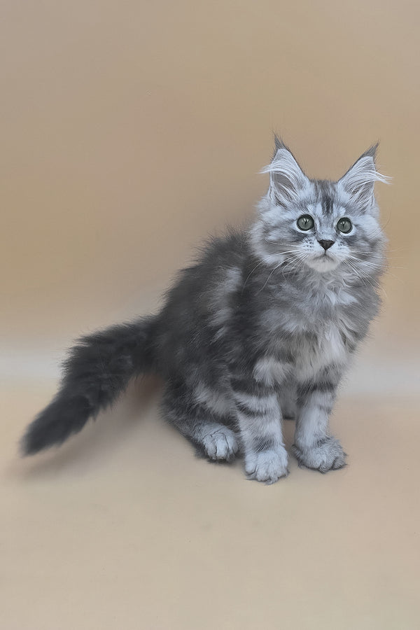 Tavi | Maine Coon Kitten