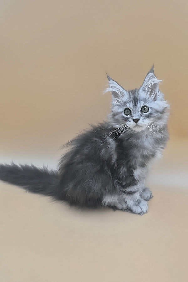 Tavi | Maine Coon Kitten