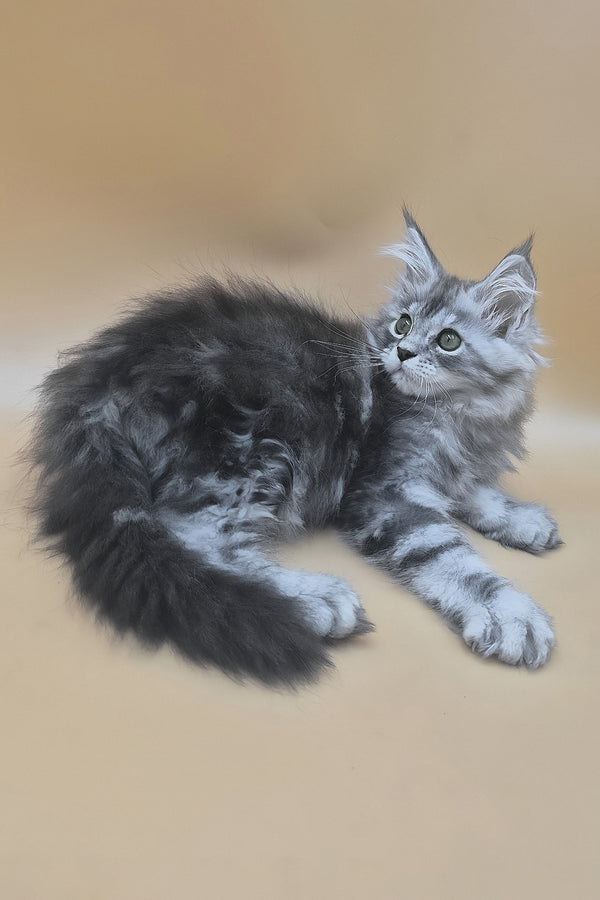Tavi | Maine Coon Kitten