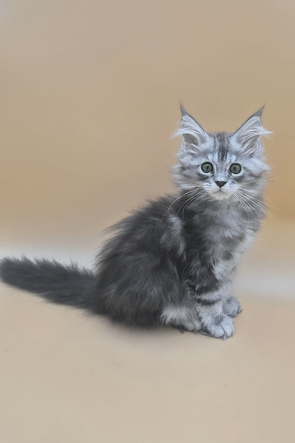 Tavi | Maine Coon Kitten