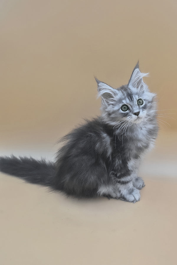 Tavi | Maine Coon Kitten