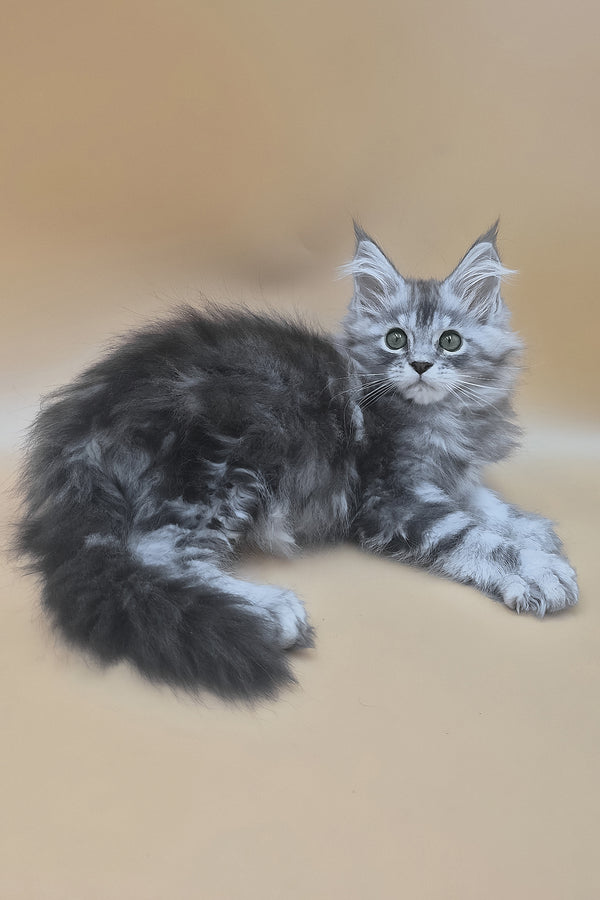 Tavi | Maine Coon Kitten