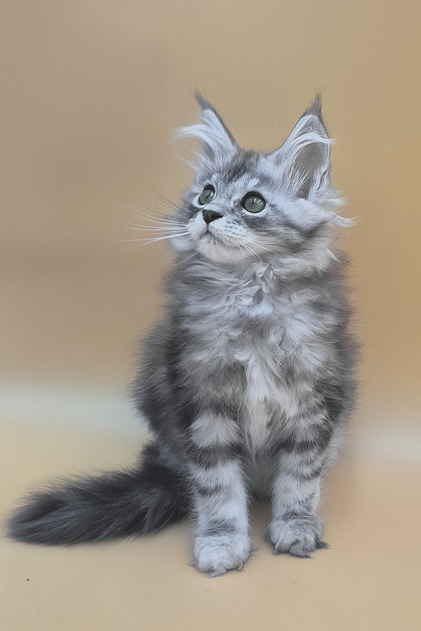 Tavi | Maine Coon Kitten