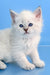 Teodor | Siberian Kitten