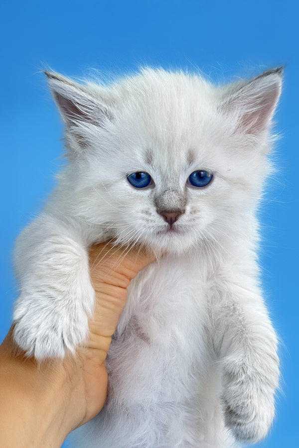 Teodor | Siberian Kitten