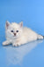 Teodor | Siberian Kitten