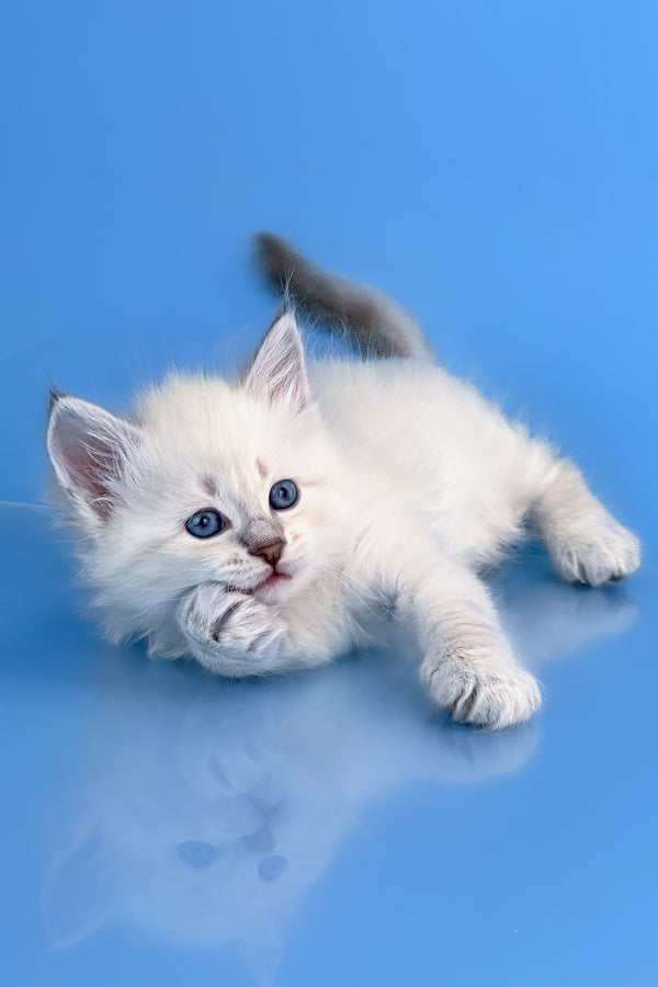 Teodor | Siberian Kitten