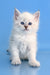 Teodor | Siberian Kitten