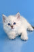Teodor | Siberian Kitten