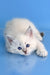 Teodor | Siberian Kitten