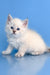 Teodor | Siberian Kitten