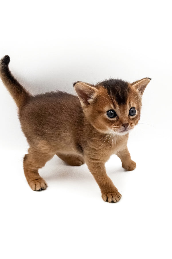 Tera | Abyssinian Kitten