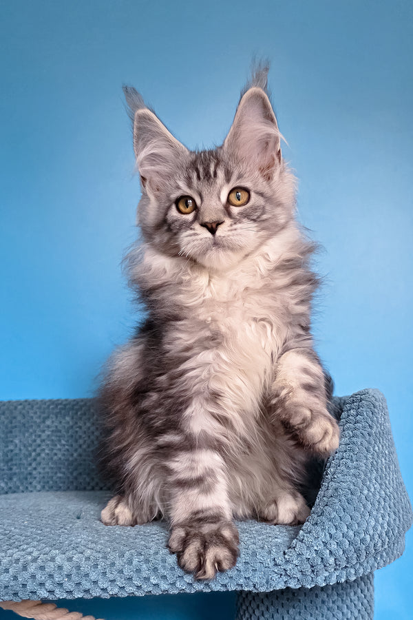 Teresa | Maine Coon Kitten