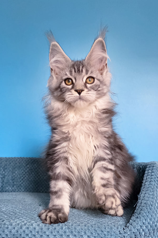 Teresa | Maine Coon Kitten