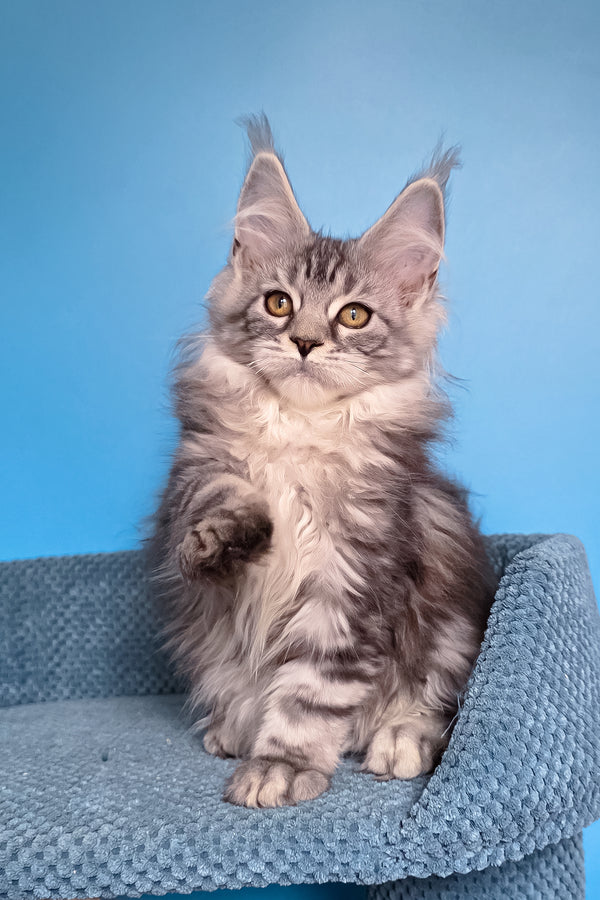 Teresa | Maine Coon Kitten