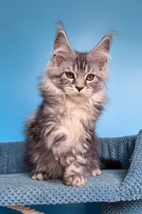 Teresa | Maine Coon Kitten