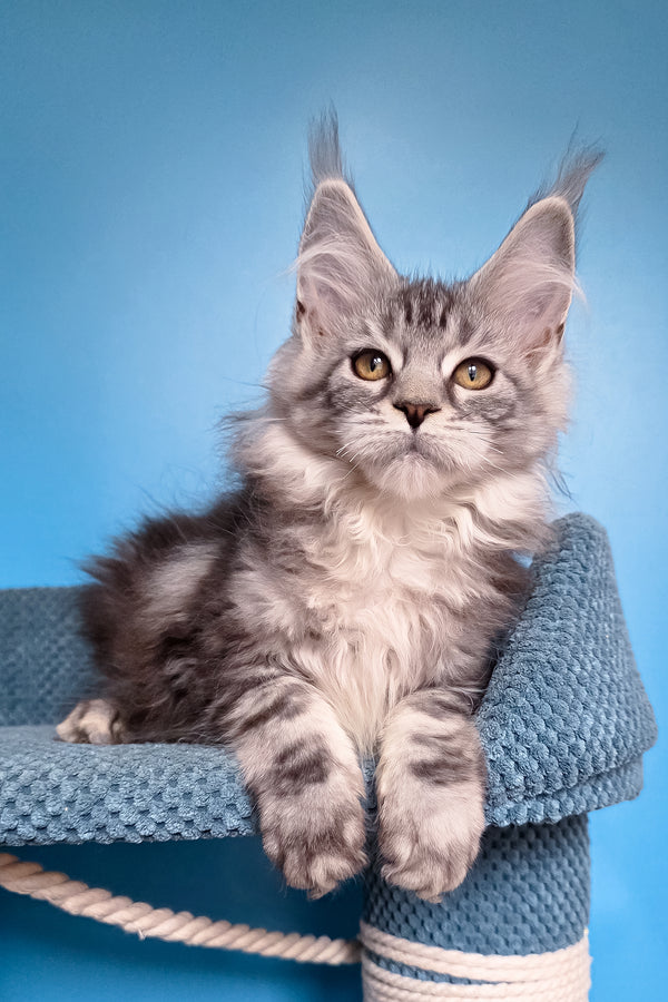 Teresa | Maine Coon Kitten