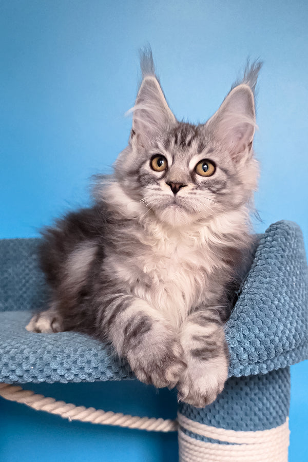 Teresa | Maine Coon Kitten