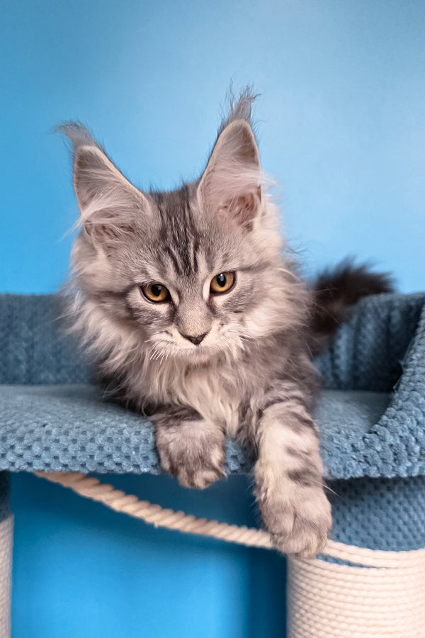Teresa | Maine Coon Kitten