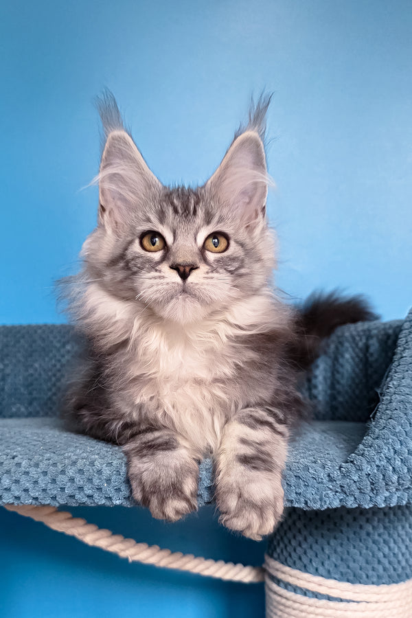 Teresa | Maine Coon Kitten