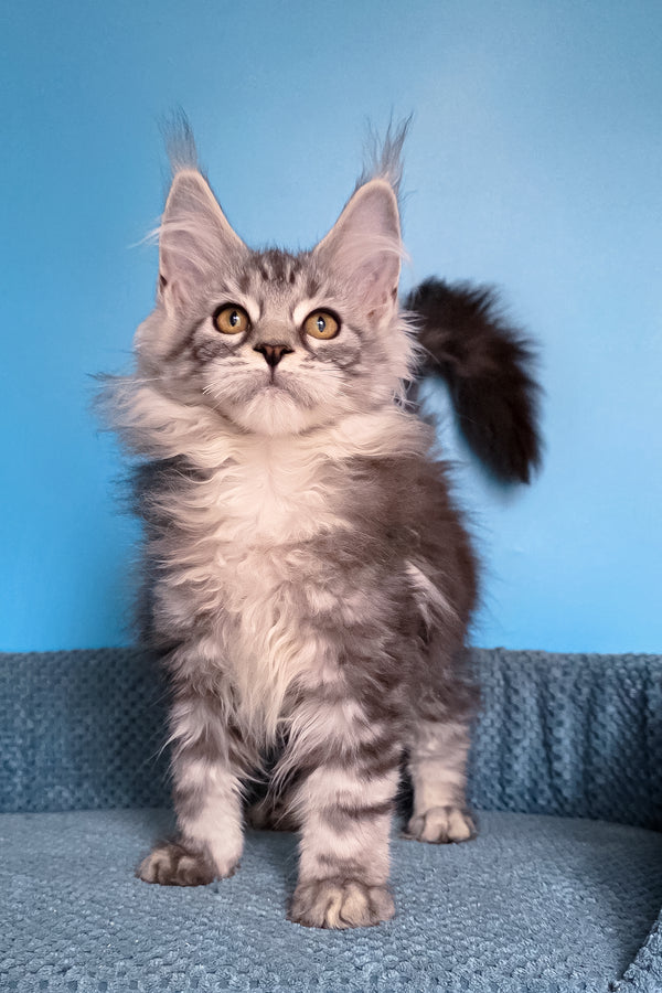 Teresa | Maine Coon Kitten