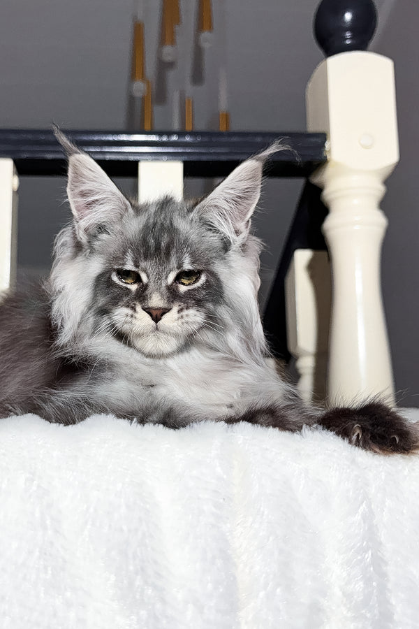 Terry | Maine Coon Kitten