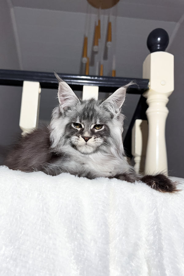 Terry | Maine Coon Kitten