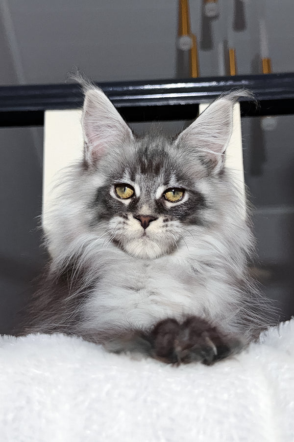 Terry | Maine Coon Kitten