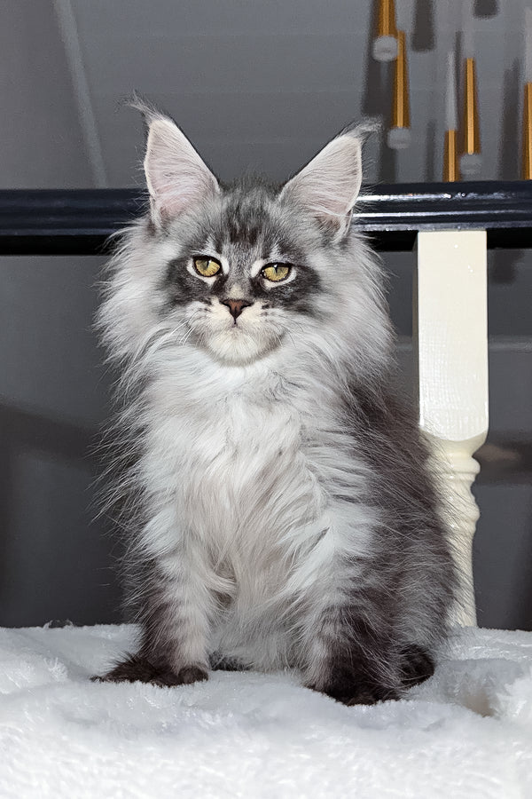 Terry | Maine Coon Kitten