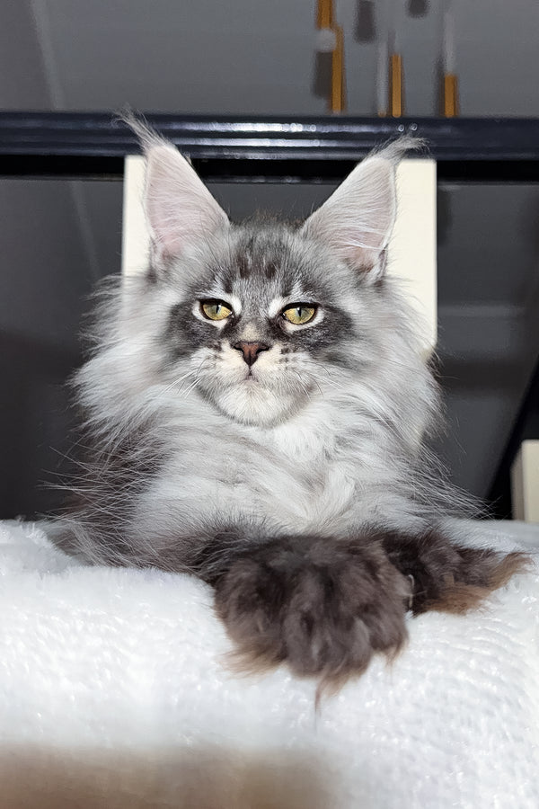 Terry | Maine Coon Kitten
