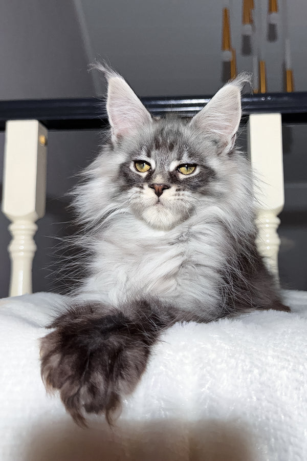 Terry | Maine Coon Kitten