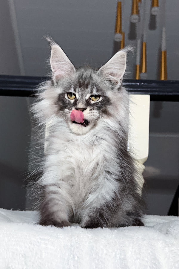 Terry | Maine Coon Kitten