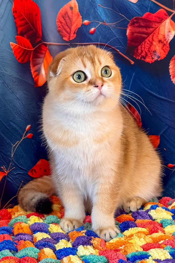 Tesla | Scottish Fold Kitten