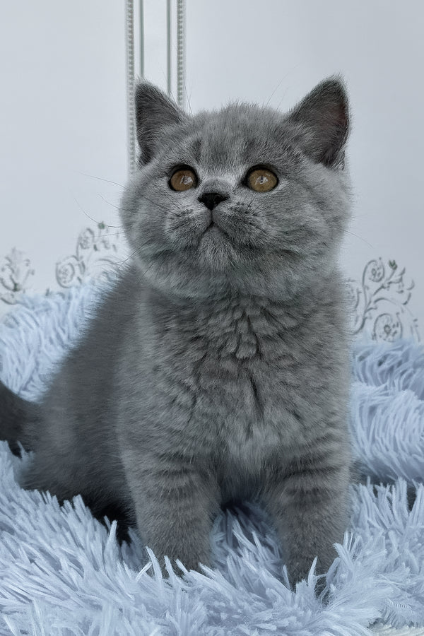 Tessa | British Shorthair Kitten