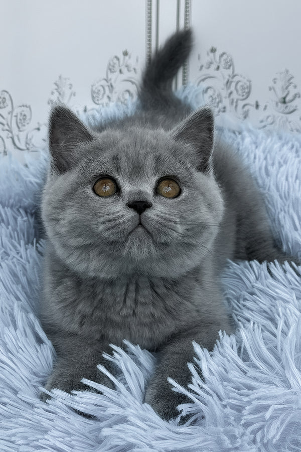 Tessa | British Shorthair Kitten