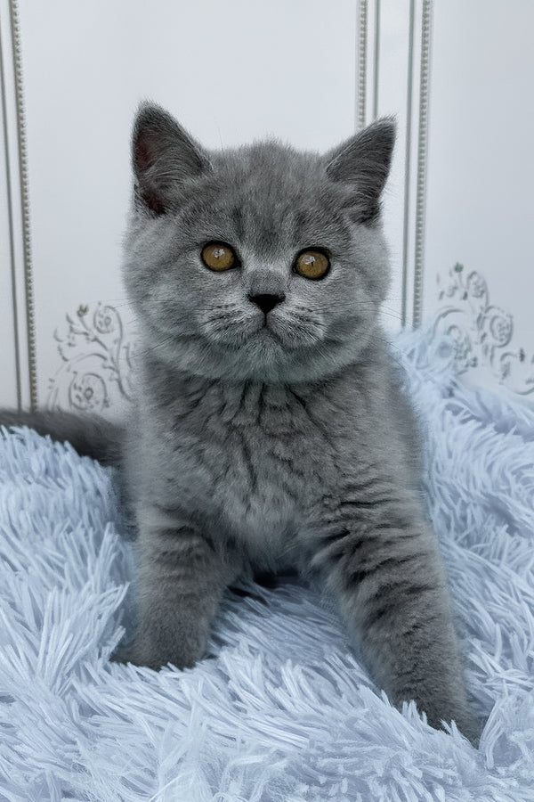 Tessa | British Shorthair Kitten