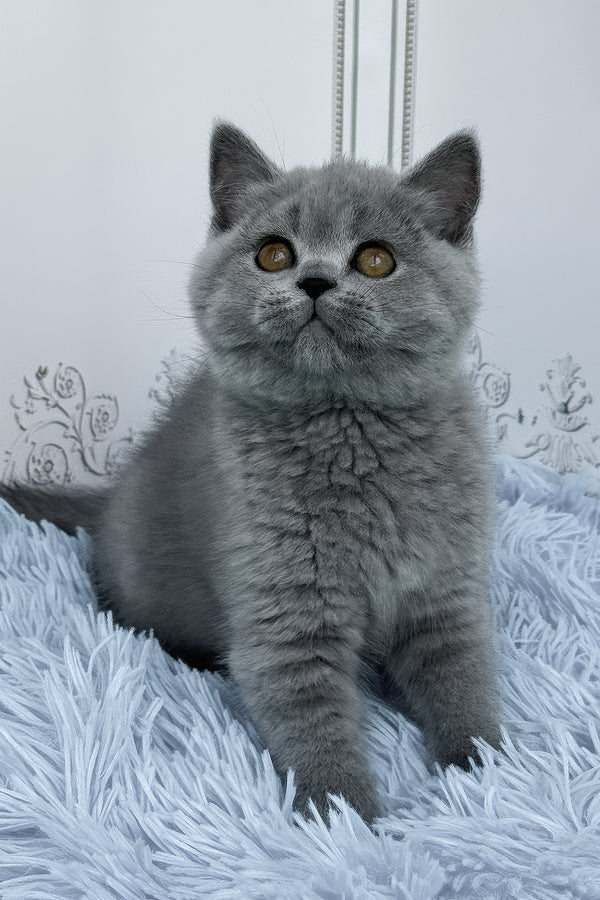 Tessa | British Shorthair Kitten