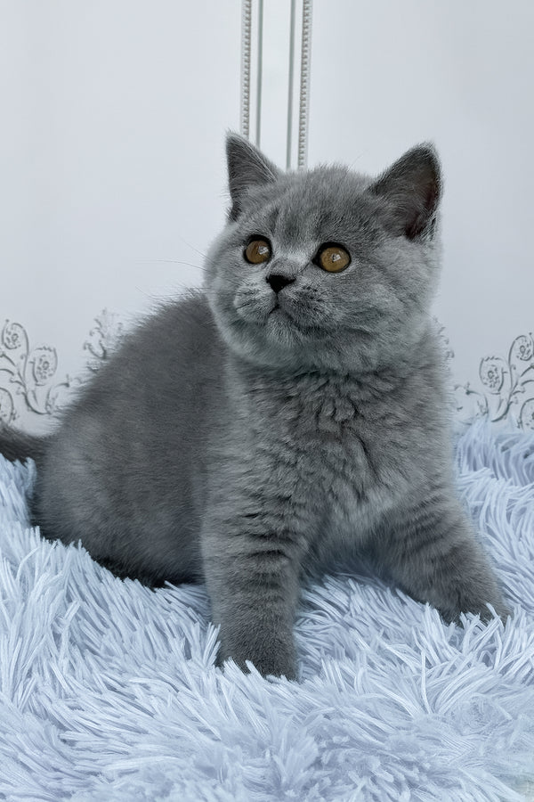 Tessa | British Shorthair Kitten