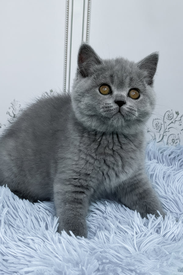 Tessa | British Shorthair Kitten