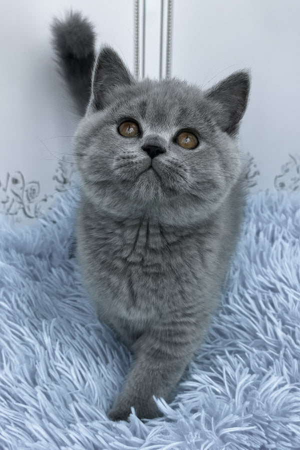 Tessa | British Shorthair Kitten