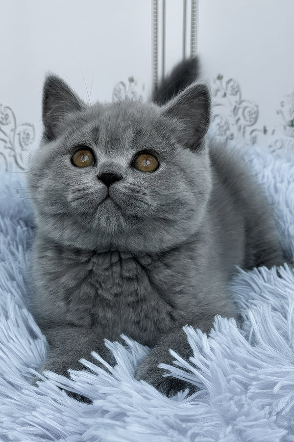 Tessa | British Shorthair Kitten