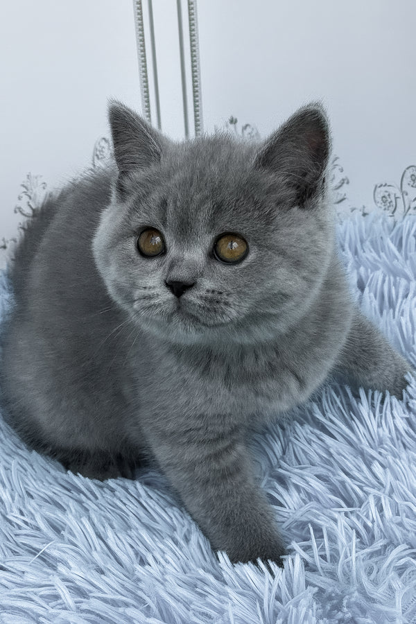 Tessa | British Shorthair Kitten